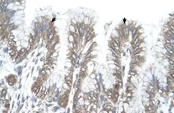 Anti-RSRC2 antibody, C-term used in IHC (Paraffin sections) (IHC-P). GTX45867