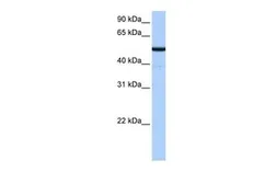 Anti-BTNL8 antibody, N-term used in Western Blot (WB). GTX45968