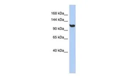 Anti-TMEM63C antibody, Internal used in Western Blot (WB). GTX46055