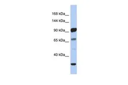 Anti-PCDHA10 antibody, N-term used in Western Blot (WB). GTX46083