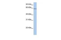 Anti-PCDHA4 antibody, C-term used in Western Blot (WB). GTX46380
