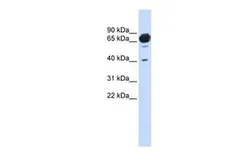 Anti-MAN1A2 antibody, Internal used in Western Blot (WB). GTX46405