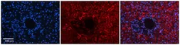 Anti-DNAJB12 antibody, Internal used in IHC (Paraffin sections) (IHC-P). GTX46726