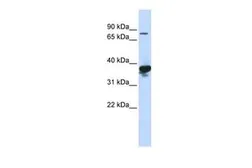 Anti-LONRF2 antibody, Internal used in Western Blot (WB). GTX46877