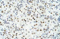 Anti-HNRNPA3 antibody, N-term used in IHC (Paraffin sections) (IHC-P). GTX47186