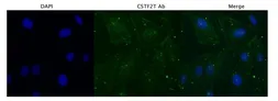 Anti-CSTF2T antibody, C-term used in Immunocytochemistry/ Immunofluorescence (ICC/IF). GTX47310