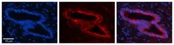 Anti-SLBP antibody, Internal used in IHC (Paraffin sections) (IHC-P). GTX47343