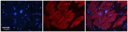 Anti-G3BP1 antibody, N-term used in IHC (Paraffin sections) (IHC-P). GTX47440