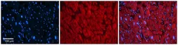 Anti-KCNAB2 antibody, Internal used in IHC (Paraffin sections) (IHC-P). GTX47629