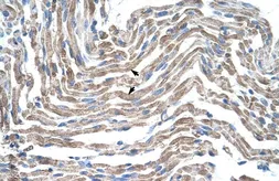 Anti-Claudin 11 antibody, C-term used in IHC (Paraffin sections) (IHC-P). GTX47763