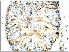Anti-CD317 antibody (C-terminal) used in IHC (Paraffin sections) (IHC-P). GTX47811