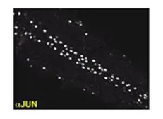 Anti-Drosophila Jun antibody (N-terminal) used in Immunohistochemistry (IHC). GTX47890