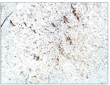 Anti-Aquaporin 3 antibody used in IHC (Paraffin sections) (IHC-P). GTX47922