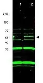 Anti-ING3 antibody used in Western Blot (WB). GTX48488