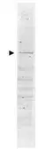 Anti-POLK antibody used in Western Blot (WB). GTX48495