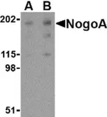 Anti-Nogo A antibody used in Western Blot (WB). GTX48703