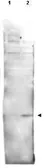 Anti-Histone H2A.vS137ph (phospho Ser137) antibody used in Western Blot (WB). GTX48733
