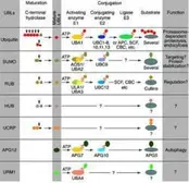 Anti-Sumo antibody used in  (). GTX48821