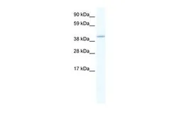 Anti-GATA5 antibody, C-term used in Western Blot (WB). GTX48976