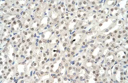 Anti-EHF antibody, N-term used in IHC (Paraffin sections) (IHC-P). GTX49008