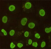 Anti-CDX2 antibody [4B9-B12-E9] used in Immunocytochemistry/ Immunofluorescence (ICC/IF). GTX49136