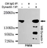 Anti-DCTN1 antibody [3D5-C6-D5] used in Immunoprecipitation (IP). GTX49164