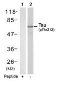 Anti-Tau (phospho Thr212) antibody used in Western Blot (WB). GTX50285