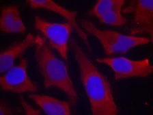 Anti-Synapsin I (phospho Ser9) antibody used in Immunocytochemistry/ Immunofluorescence (ICC/IF). GTX50292