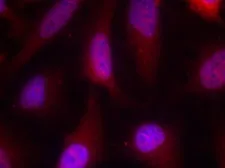 Anti-p90 RSK1 antibody used in Immunocytochemistry/ Immunofluorescence (ICC/IF). GTX50479