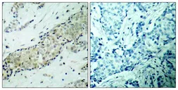 Anti-HDAC5 antibody used in IHC (Paraffin sections) (IHC-P). GTX50485