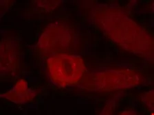 Anti-IRS1 antibody used in Immunocytochemistry/ Immunofluorescence (ICC/IF). GTX50551