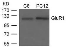 Anti-GluR1 antibody used in Western Blot (WB). GTX50574