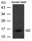 Anti-ID2 antibody used in Western Blot (WB). GTX50792