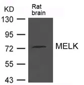 Anti-MELK antibody used in Western Blot (WB). GTX50801