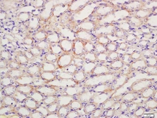 Anti-Prostaglandin E Receptor EP1 antibody used in IHC (Paraffin sections) (IHC-P). GTX50972