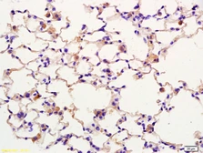 Anti-SPON1 antibody used in IHC (Paraffin sections) (IHC-P). GTX51796