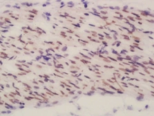 Anti-BEND3 antibody used in IHC (Paraffin sections) (IHC-P). GTX51985