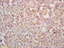 Anti-INTS3 antibody used in IHC (Paraffin sections) (IHC-P). GTX52238