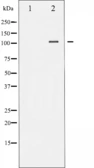 Anti-NFAT4 (phospho Ser165) antibody used in Western Blot (WB). GTX52339