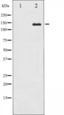 Anti-c-Abl antibody used in Western Blot (WB). GTX52349