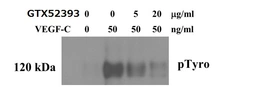 Anti-VEGFC antibody used in Neutralizing/Blocking/Inhibition (Neutralizing /Inhibition). GTX52393