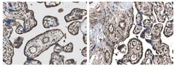 Anti-VEGFD antibody [7E79] used in IHC (Paraffin sections) (IHC-P). GTX52460