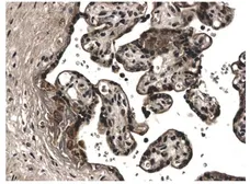 Anti-EG-VEGF antibody [2L13] used in IHC (Paraffin sections) (IHC-P). GTX52497