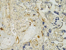 Anti-CXCL5 antibody [10L19] used in IHC (Paraffin sections) (IHC-P). GTX52669