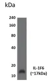 Anti-IL1F6 antibody [3C55] used in Western Blot (WB). GTX52839