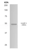 Anti-ULBP3 antibody [6E12] used in Western Blot (WB). GTX53049