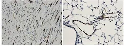 Anti-CD62E antibody [9J12] used in IHC (Paraffin sections) (IHC-P). GTX53125