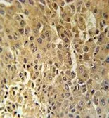 Anti-HSD17B13 antibody used in IHC (Paraffin sections) (IHC-P). GTX53602
