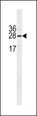 Anti-IGLL5 antibody used in Western Blot (WB). GTX53664