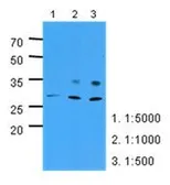 Anti-PNPO antibody [AT2C7] used in Western Blot (WB). GTX53765